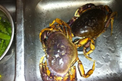 sinkcrab1